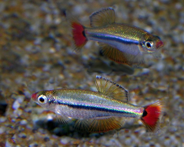 Vietnamese Cardinal Minnow ~ 1.5cm - 2cm